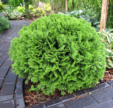 Туя западная Thuja occidentalis "Danica"