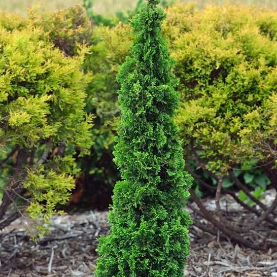 Туя западная "Дегрут Спайр" Thuja occidentalis "Degroot's Spire"