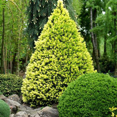Ель канадская Picea glauca "Daisy's White" : С7,5 h=40-60*