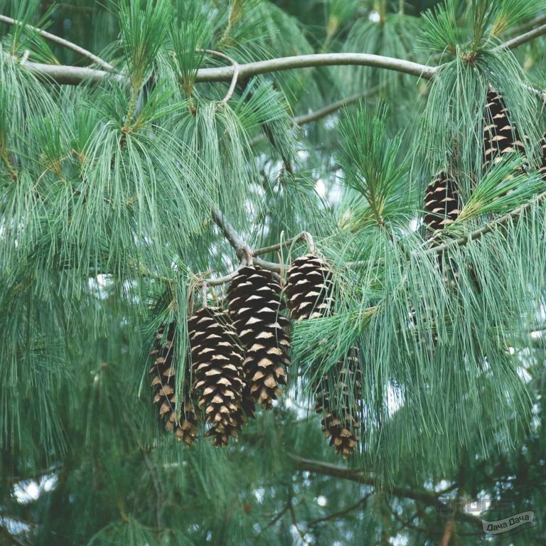 Сосна веймутова "Денса Хилл" Pinus strobus "Densa Hill"
