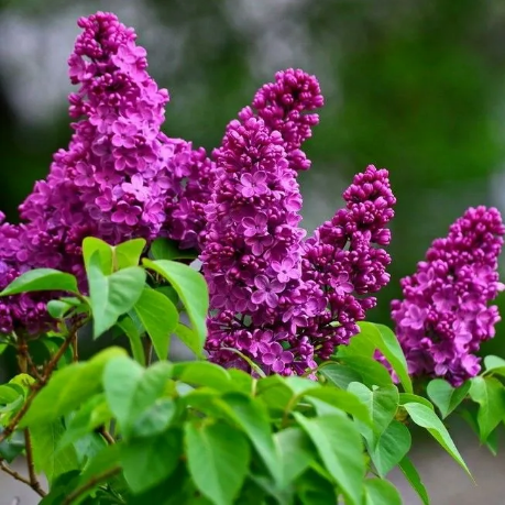 Сирень обыкновенная Syringa vulgaris "Den Pobedy"