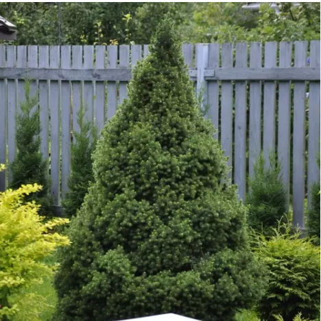 Ель канадская Picea glauca "December" : С7,5, h=60-80*