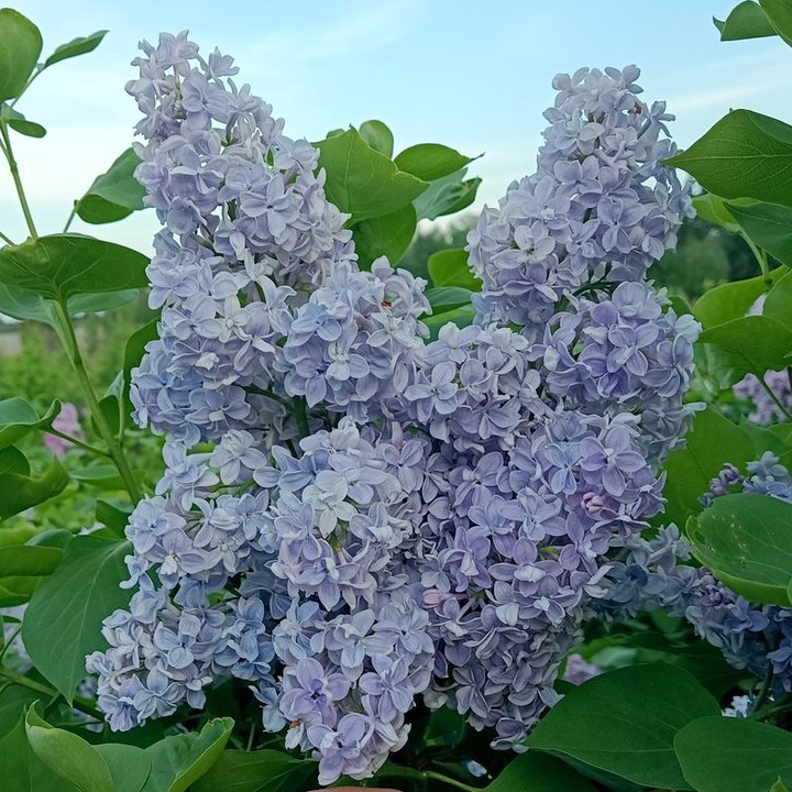 Сирень обыкновенная Syringa vulgaris "Dresden China"