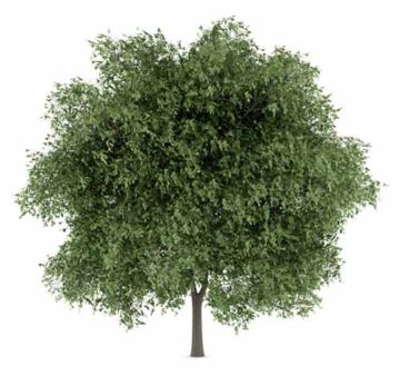 Дуб черешчатый Quercus robur (Ком+Сетка), h=2.0-2.5