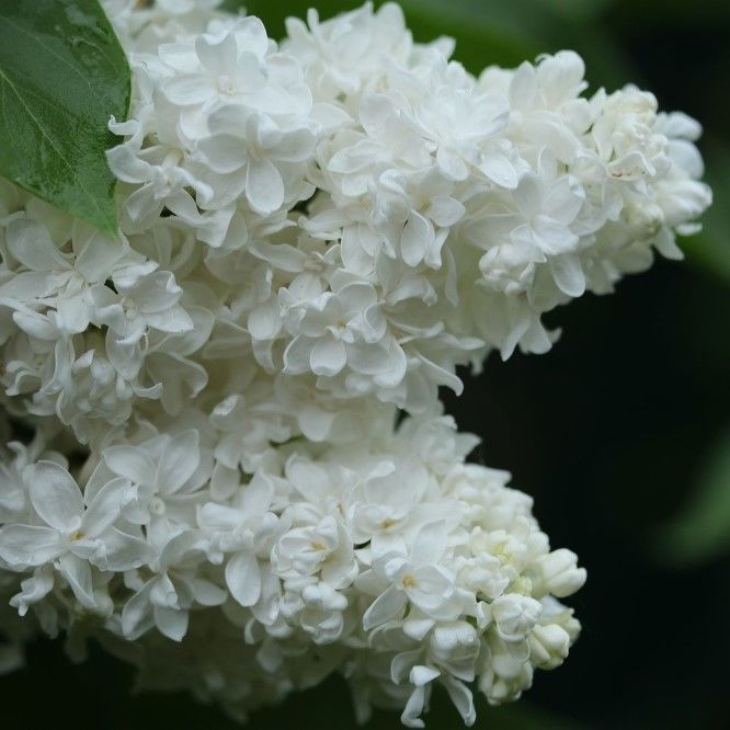 Сирень обыкновенная "Жанна Д‘Арк" Syringa vulgaris "Jeanne d'Arc"