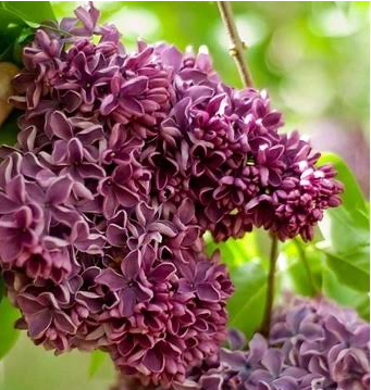 Сирень обыкновенная Syringa vulgaris "Marshal Zhukov"