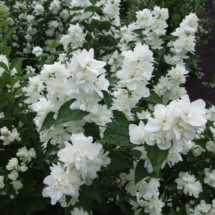 Чубушник Philadelphus "Zoya Kosmodemyanskaya"