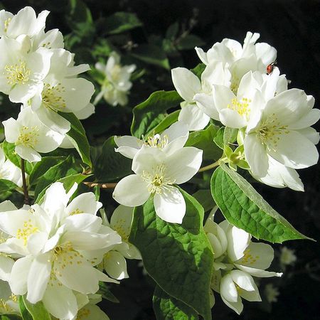 Чубушник Philadelphus coronarius "Izobiliye"