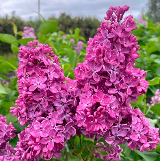 Сирень обыкновенная Syringa vulgaris "India"