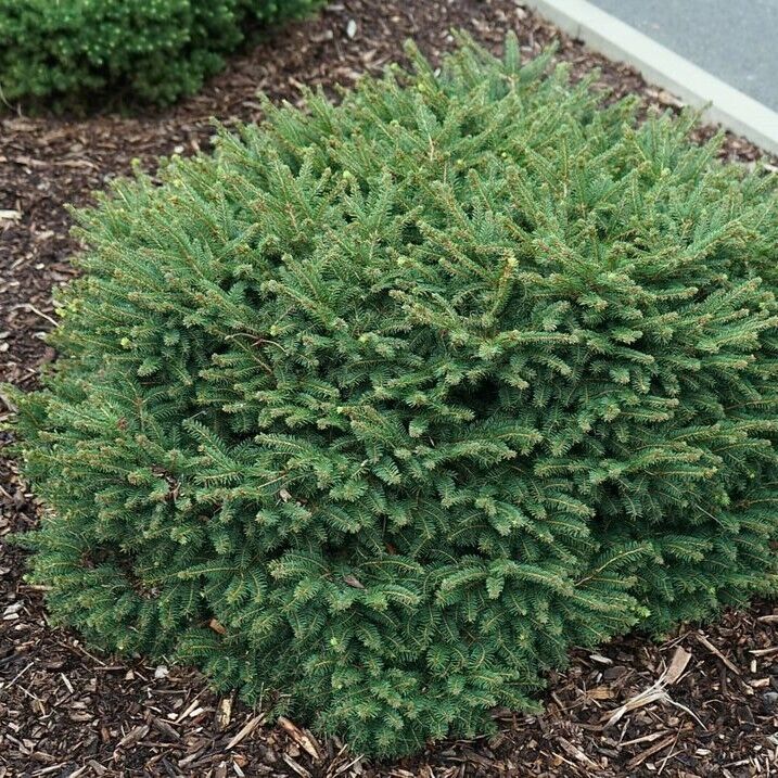 Ель сербская Picea omorika "Karel" : С7,5, h=40-50*