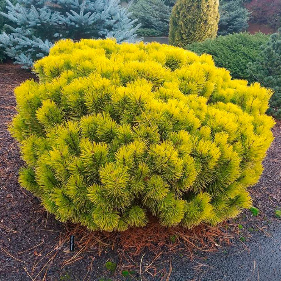Сосна горная "Карстенс Винтерголд" Pinus mugo "Carstens Wintergold"