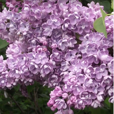 Сирень обыкновенная Syringa vulgaris "Katyusha"