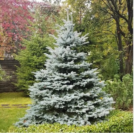 Ель колючая голубая Picea pungens "Glauca Kaibab" С2/3, h=15-25