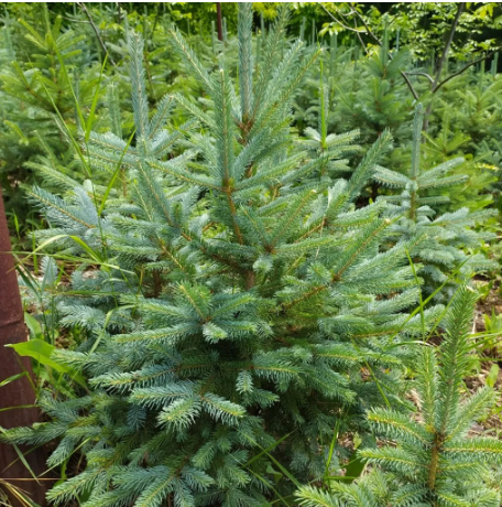 Ель колючая голубая/сизая/зеленая Picea pungens var.glauca / var.coerulea / var.viridis