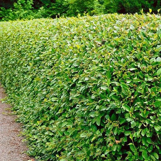Кизильник блестящий Cotoneaster lucidus