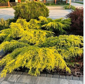 Можжевельник средний Juniperus media "Gold Coast"