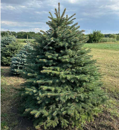 Ель колючая Picea pungens f. Glauca С7,5, h=15-25