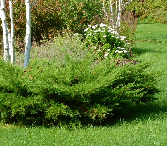 Можжевельник средний Пфитцериана Компакта Juniperus × pfitzeriana Compacta