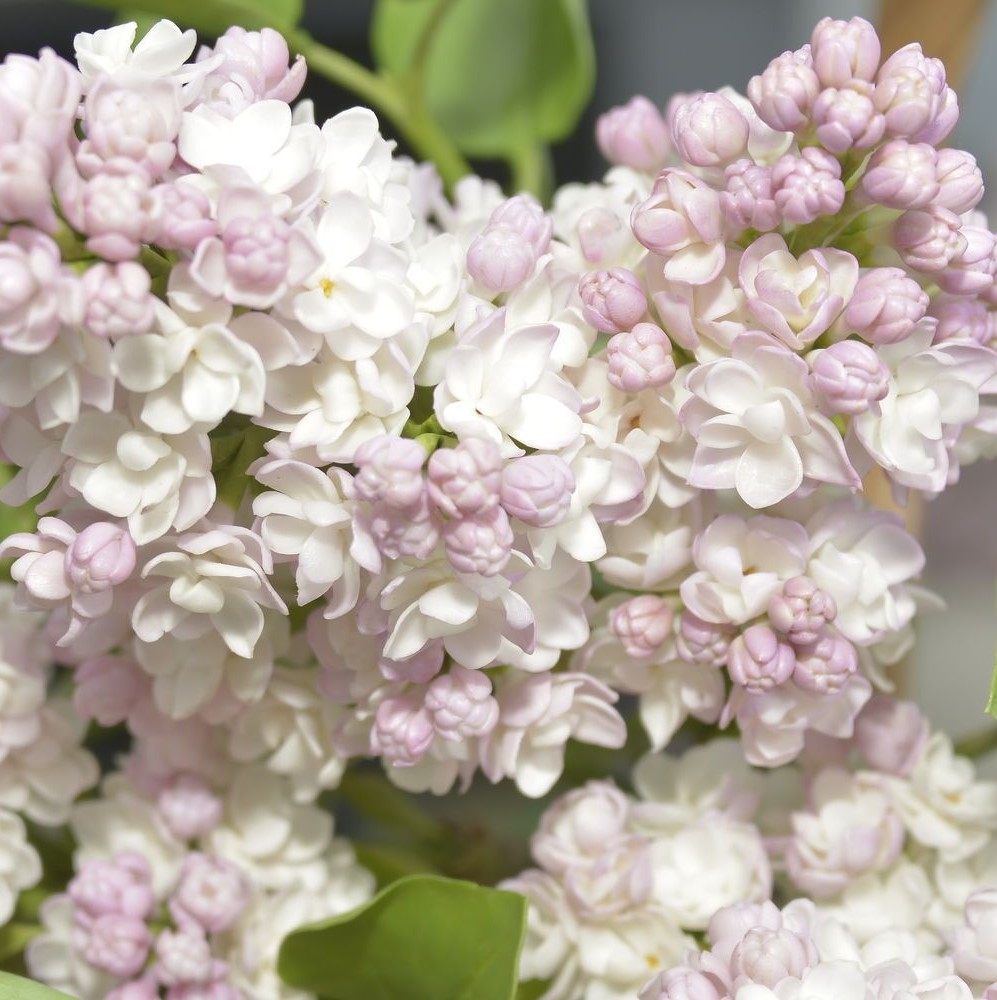 Сирень обыкновенная Syringa vulgaris "Krasavitsa Moskvy"