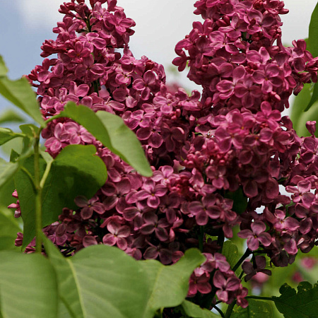 Сирень обыкновенная Syringa vulgaris "Krasnaya Moskva"
