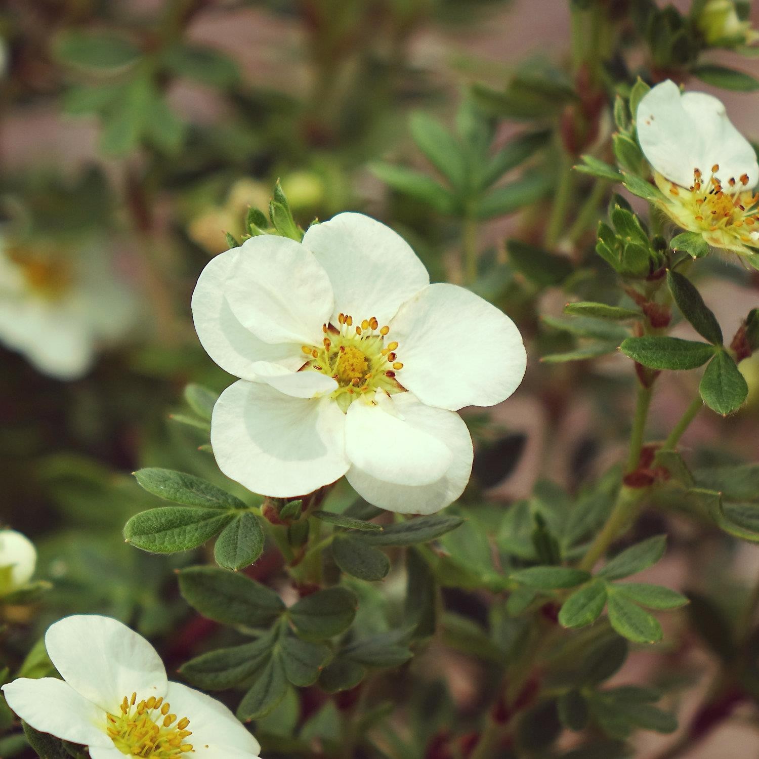 Лапчатка кустарниковая "Крем Брюле" Potentilla fruticosa "Creme Brulee"