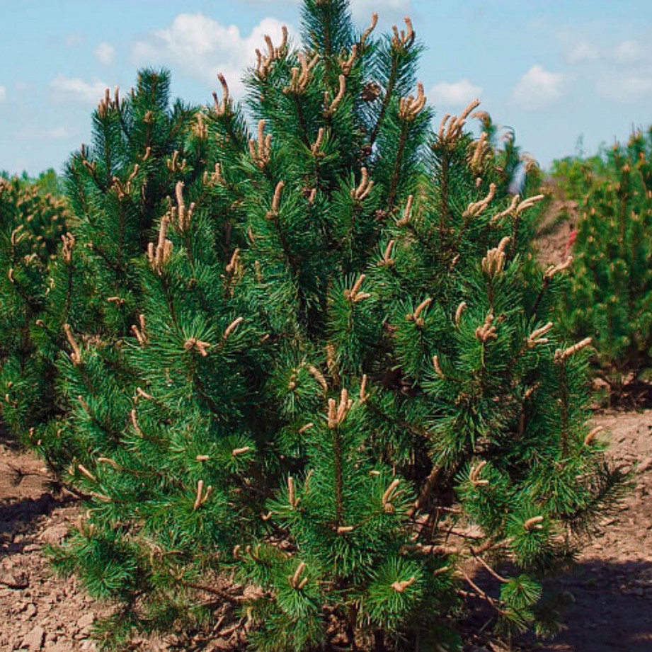Сосна крючковатая Pinus uncinata