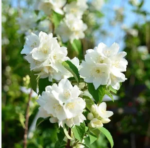 Чубушник Philadelphus "Snezhnaja Lavina"