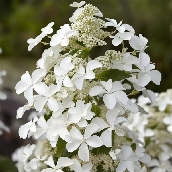 Гортензия метельчатая "Левана" Hydrangea paniculata "Levana"