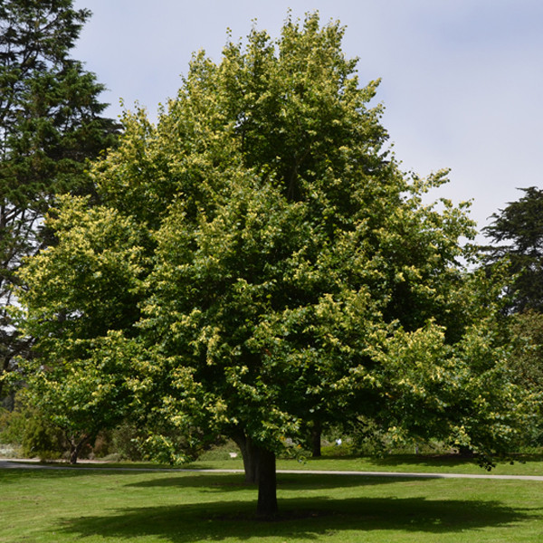 Липа мелколистная Tilia cordata
