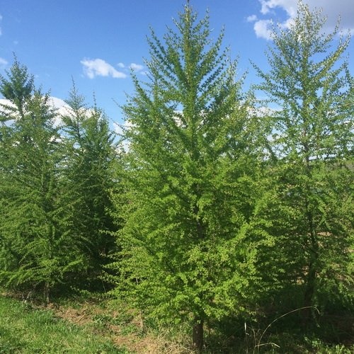 Лиственница сибирская Larix sibirica