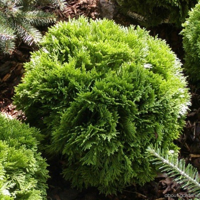 Туя западная "Литл Джем" Thuja occidentalis "Little Gem"