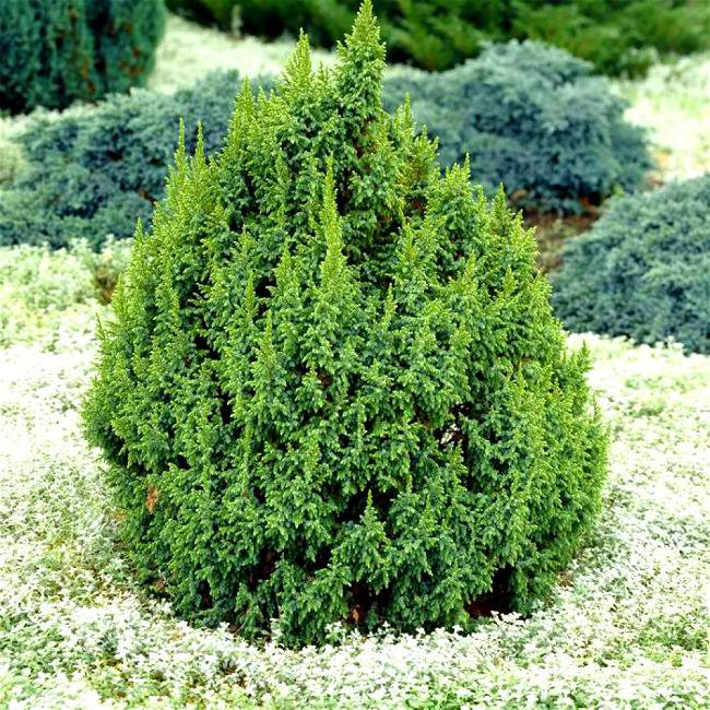 Можжевельник чешуйчатый "Лодери" Juniperus squamata "Loderi"