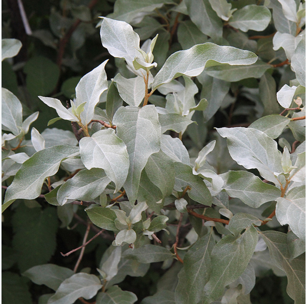 Лох Серебристый Elaeagnus commutata