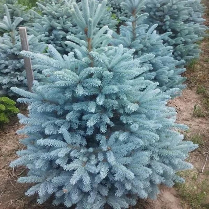 Ель колючая "Маджестик Блю" Picea pungens "Majestic Blue"