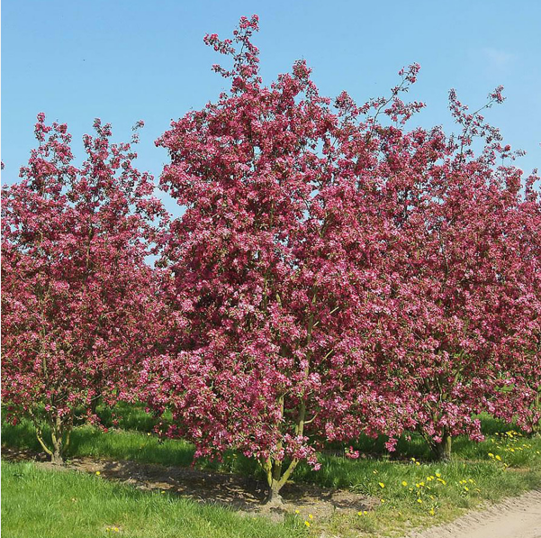Яблоня декоративная "Маковецкого" Malus "Makowieckiana" (ком+сетка d=600) h 2,0-2,5