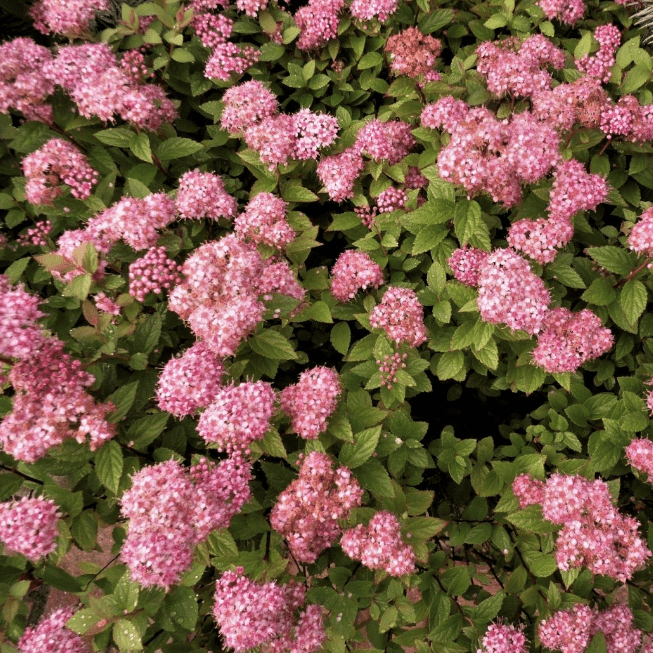Спирея японская "Манон" Spiraea japonica "Manon"