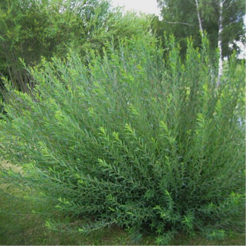 Ива пурпурная "Маяк" Salix purpurea "Majak"