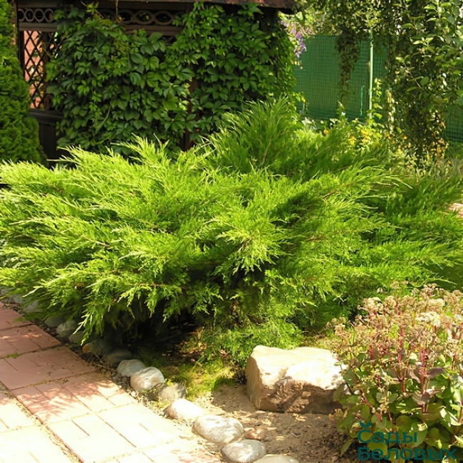 Можжевельник средний "Минт Джулеп" Juniperus x media "Mint Julep"