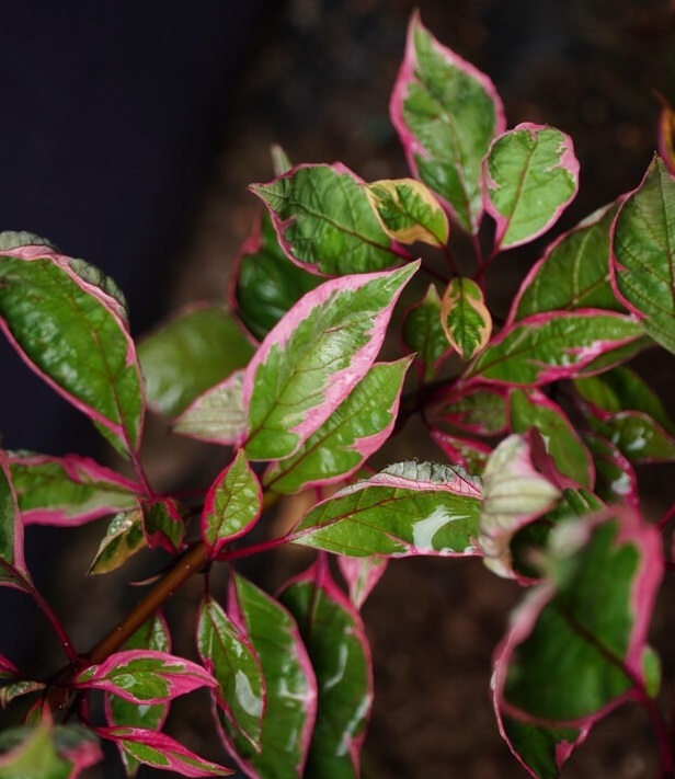 Дерен белый "Миракл" Cornus alba "Miracle"