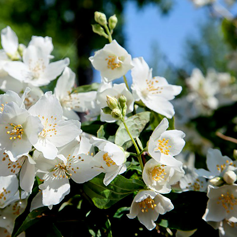 Чубушник Philadelphus "Mont Blanc"