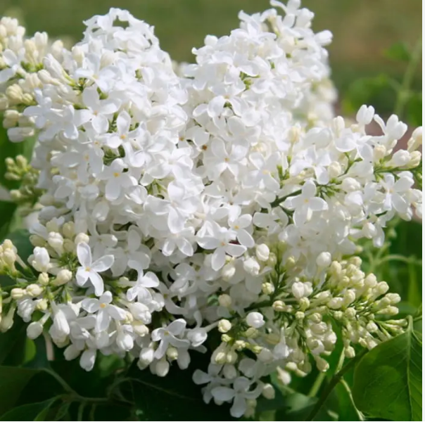 Сирень обыкновенная Syringa vulgaris "Monique Lemoine"