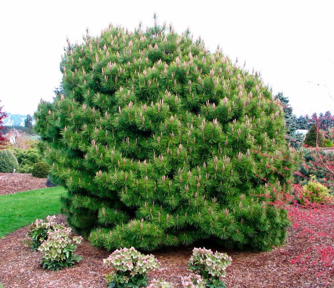 Сосна горная Pinus mugo "Mughus"