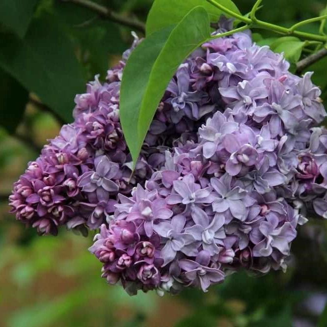 Сирень обыкновенная Syringa vulgaris "Nadeshda "