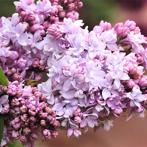 Сирень обыкновенная Syringa vulgaris "Nebo Moskvy"