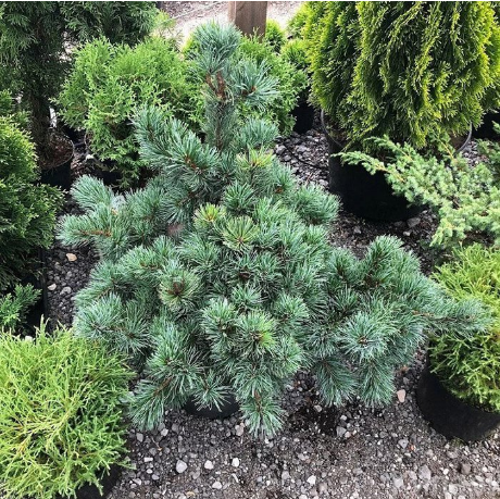 Сосна мелкоцветная "Негиши" Pinus parviflora "Negishii"