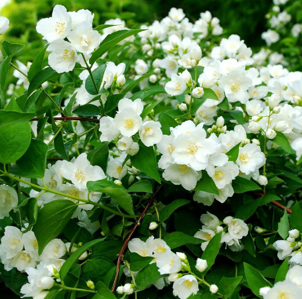 Чубушник обыкновенный Philadelphus