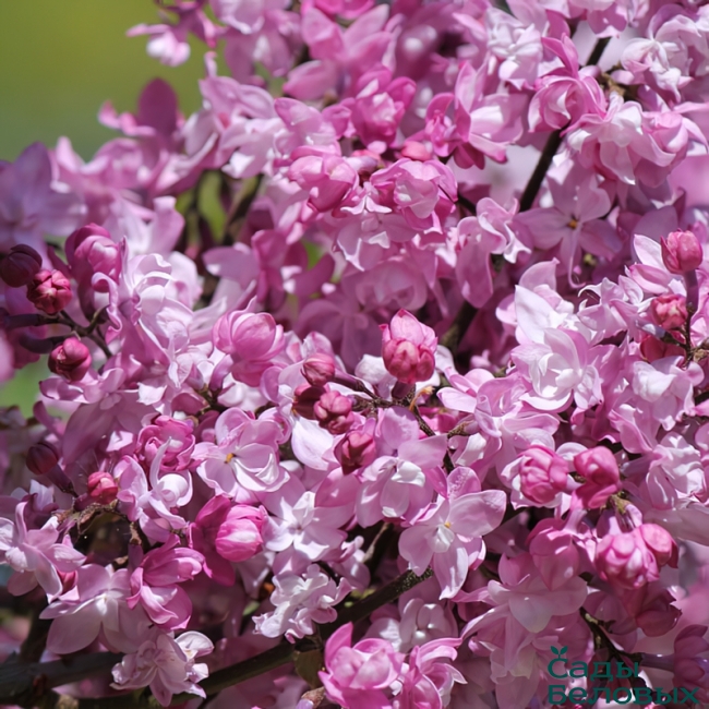 Сирень обыкновенная Syringa vulgaris "Olimpiada Kolesnikova"