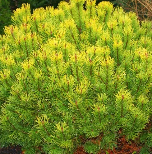 Сосна горная "Офир" Pinus mugo "Ophir"