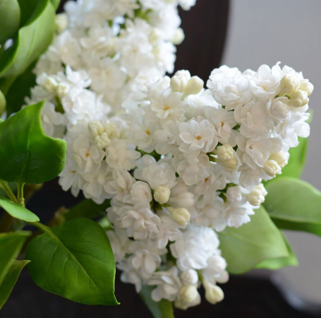 Сирень обыкновенная Syringa vulgaris "Pamyat’ о Kolesnikove"
