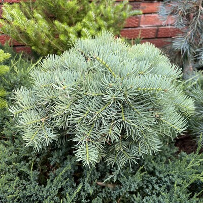 Пихта одноцветная Abies concolor "Piggelmee"